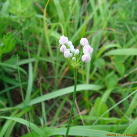 실부추(Allium anisopodium Ledeb.) : 박용석