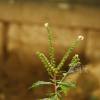 낙지다리(Penthorum chinense Pursh) : 풀배낭