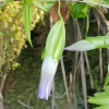 좁은잎덩굴용담(Pterygocalyx volubilis Maxim.) : 통통배