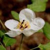 산작약(Paeonia obovata Maxim.) : 들국화