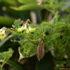 제주황기(Astragalus mongholicus Bunge var. nakaianus (Y.N.Lee) I.S.Choi & B.H.Choi) : 통통배