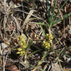 좀보리사초(Carex pumila Thunb.) : 통통배