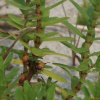 갯봄맞이(Lysimachia maritima (L.) Galasso & Banfi & Soldano var. obtusifolia (Fernald) Yonek.) : 바지랑대