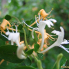 인동덩굴(Lonicera japonica Thunb.) : 필릴리