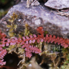 왜구실사리(Selaginella helvetica (L.) Spring) : 벼루