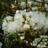 옥매(Prunus glandulosa for. albiplena Koehne) : 별꽃