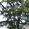 개잎갈나무(Cedrus deodara (Roxb.) Loudon) : 설뫼*
