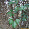 멀꿀(Stauntonia hexaphylla (Thunb.) Decne.) : 박용석nerd