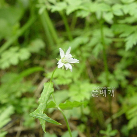 북선점나도나물(Cerastium rubescens var. koreanum (Nakai) Miki) : 통통배