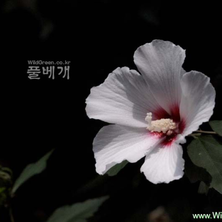 무궁화(Hibiscus syriacus L.) : 河志