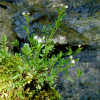 좀냉이(Cardamine parviflora L.) : 산들꽃