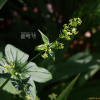 큰꼭두서니(Rubia chinensis Regel & Maack) : 현촌