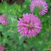 붉은토끼풀(Trifolium pratense L.) : 세임