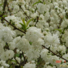 만첩백도(Prunus persica for. alboplena C.K.Schneid.) : 통통배