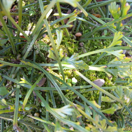 숫돌담고사리(Asplenium prolongatum Hook.) : 산들꽃