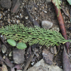 숫돌담고사리(Asplenium prolongatum Hook.) : 산들꽃