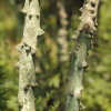 왕초피나무(Zanthoxylum simulans Hance) : kplant1