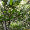 둥근잎개야광(Cotoneaster integerrimus Medik.) : habal