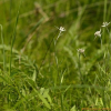들떡쑥(Leontopodium leontopodioides (Willd.) Beauverd) : 별꽃