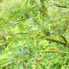 족제비싸리(Amorpha fruticosa L.) : 파랑새