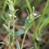 북선점나도나물(Cerastium rubescens var. koreanum (Nakai) Miki) : 통통배