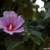 무궁화(Hibiscus syriacus L.) : 河志