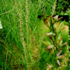 지모(Anemarrhena asphodeloides Bunge) : 설뫼