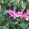 대상화(Anemone hupehensis var. japonica (Thunb.) Bowles & Stearn) : 설뫼*