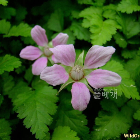 줄딸기(Rubus pungens Cambess.) : 들꽃사랑