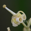 벽오동나무(Firmiana simplex (L.) W.F.Wight) : 노루발
