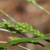 목포사초(Carex genkaiensis Ohwi) : 도리뫼