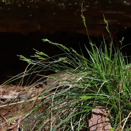 목포사초(Carex genkaiensis Ohwi) : 도리뫼