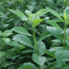 나래가막사리(Verbesina alternifolia (L.) Britton ex Kearney) : 통통배