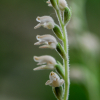 사철란(Goodyera schlechtendaliana Rchb.f.) : 여울목