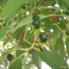 후박나무(Machilus thunbergii Siebold & Zucc.) : 봄까치꽃