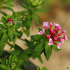 피뿌리풀(Stellera chamaejasme L.) : 산들꽃