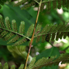 홍지네고사리(Dryopteris erythrosora (D.C.Eaton) Kuntze) : 박용석