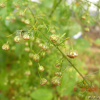 개사철쑥(Artemisia caruifolia Buch.-Ham. ex Roxb.) : 꽃사랑
