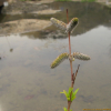 키버들(Salix koriyanagi Kimura ex Goerz) : 추풍