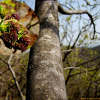 물푸레나무(Fraxinus rhynchophylla Hance) : 통통배