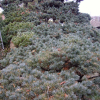 잣나무(Pinus koraiensis Siebold & Zucc.) : 현촌