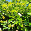 털마삭줄(Trachelospermum jasminoides (Lindl.) Lem.) : 산들꽃