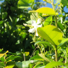 털마삭줄(Trachelospermum jasminoides (Lindl.) Lem.) : 산들꽃