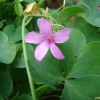 덩이괭이밥(Oxalis articulata Sabigny) : 봄까치꽃