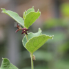 백미꽃(Cynanchum atratum Bunge) : 무심거사