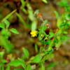 애기고추나물(Hypericum japonicum Thunb.) : 고들빼기