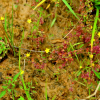 애기고추나물(Hypericum japonicum Thunb.) : 고들빼기