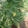 가시상추(Lactuca serriola L.) : 고원근