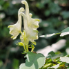 흰진범(Aconitum longecassidatum Nakai) : 산소리