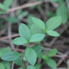 개벼룩(Moehringia lateriflora (L.) Fenzl) : 무심거사